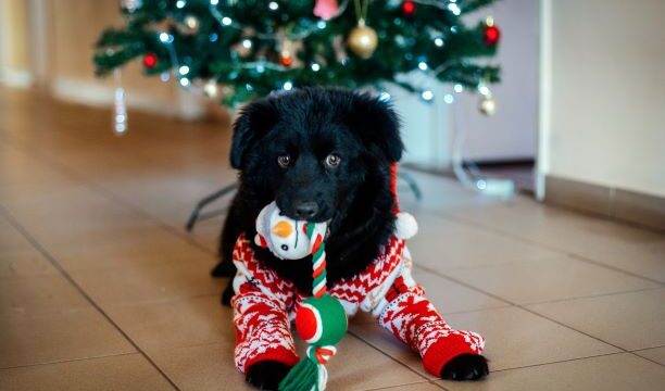 Emká, a Magyar Közút mentett kutyusa is karácsonyi csúnya pulcsit húzott, hogy segítsen a daganatos gyermekeken